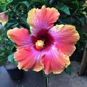 Meet your Posher, Leann